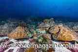 Ancient Corals Reveal Today's El Ni&ntilde;os Are the Strongest in 1,000 Years