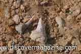 Shark Graveyard in Egypt Reveals Five Extinct Shark Species From a Colorful Collection of Teeth&nbsp;