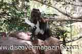 Capuchin Monkeys Hunt Small Vertebrates When Fruit Runs Low, Eating Brains and Organs First