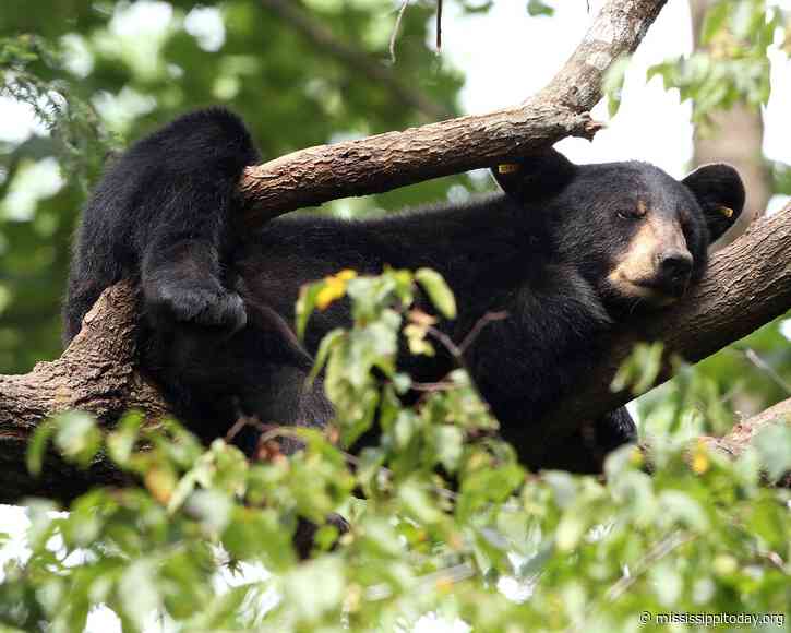 After decades of overhunting and habitat loss, black bears are slowly recolonizing the lower Mississippi River basin