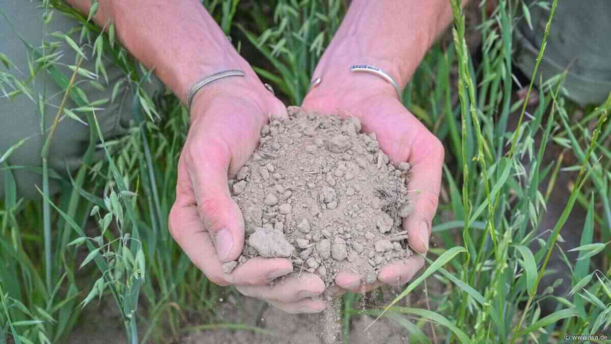 Trockenster Juli in Hamm seit Messbeginn: Den Wäldern „geht die Kraft aus“