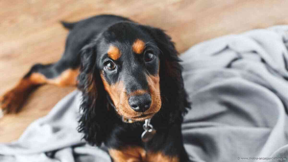 Dieses Hausmittel kann Hunden bei Magenproblemen helfen