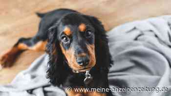 Dieses Hausmittel kann Hunden bei Magenproblemen helfen