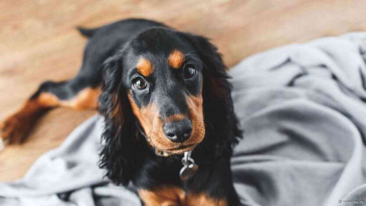 Dieses Hausmittel kann Hunden bei Magenproblemen helfen