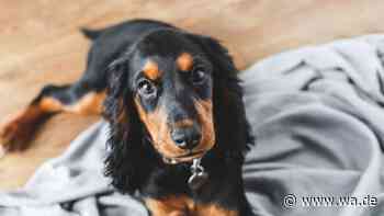 Dieses Hausmittel kann Hunden bei Magenproblemen helfen