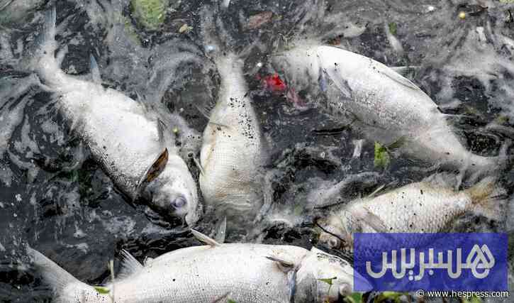 علماء يدرسون نفوق السردين بفيروس "هربس"