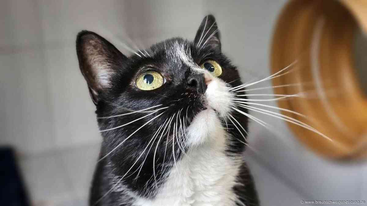 Tierheim Peine: Wer gibt Kater Rocky ein Zuhause?