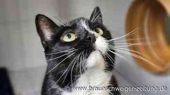 Tierheim Peine: Wer gibt Kater Rocky ein Zuhause?