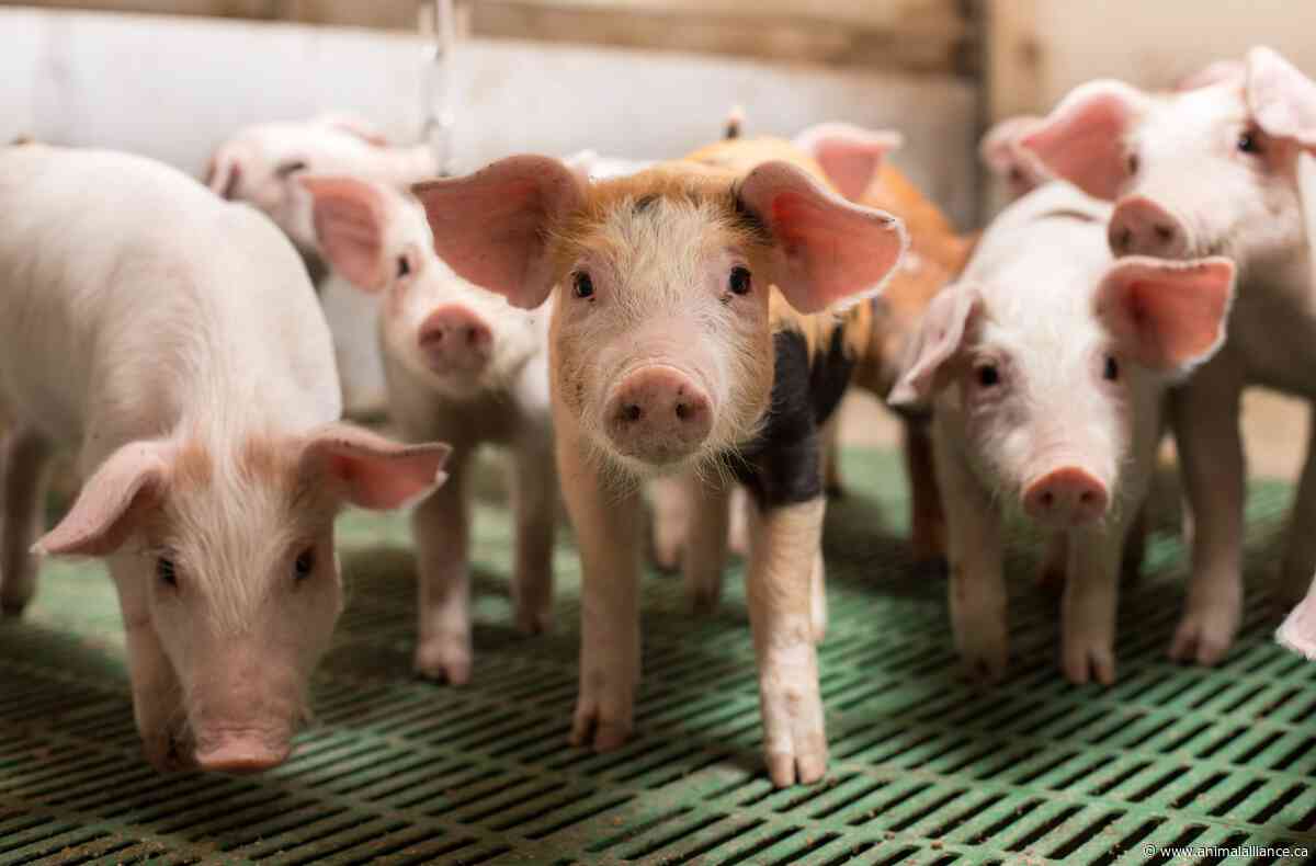 World Day for the End of Speciesism