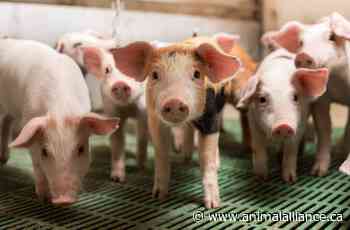 World Day for the End of Speciesism