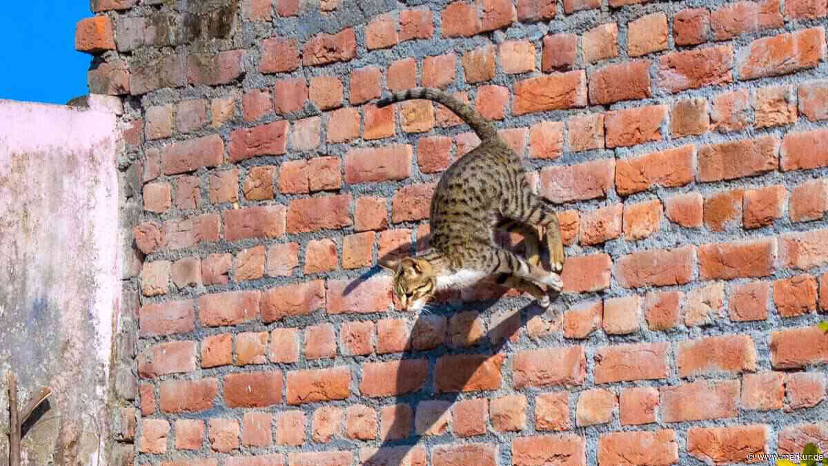 Katzen landen nicht immer auf den Pfoten – und 6 weitere Irrtümer