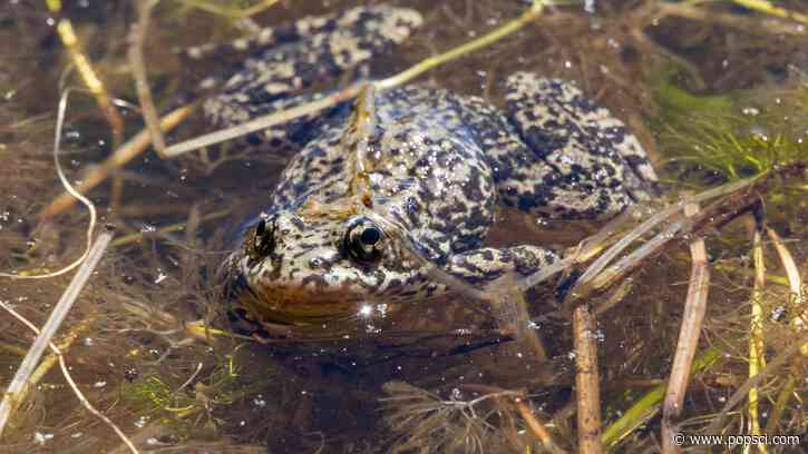 Over 10,000 endangered mountain yellow-legged frogs are taking California by storm
