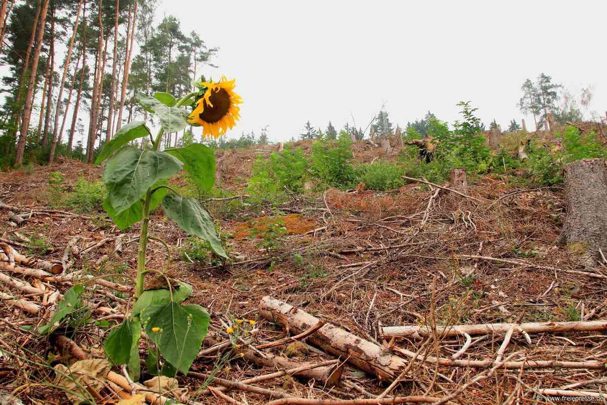 Wunder der Natur im Vogtland: Sonnenblume an Hang trotzt Hitze und Trockenheit