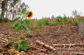 Wunder der Natur im Vogtland: Sonnenblume an Hang trotzt Hitze und Trockenheit