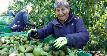 Peren plukken met plezier: de zeventigers en tachtigers in deze boomgaard weten van geen ophouden