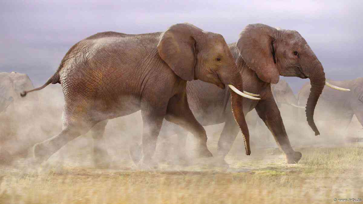Der Grund ist unfassbar grausam: Mysteriöses Elefantensterben in Kenia
