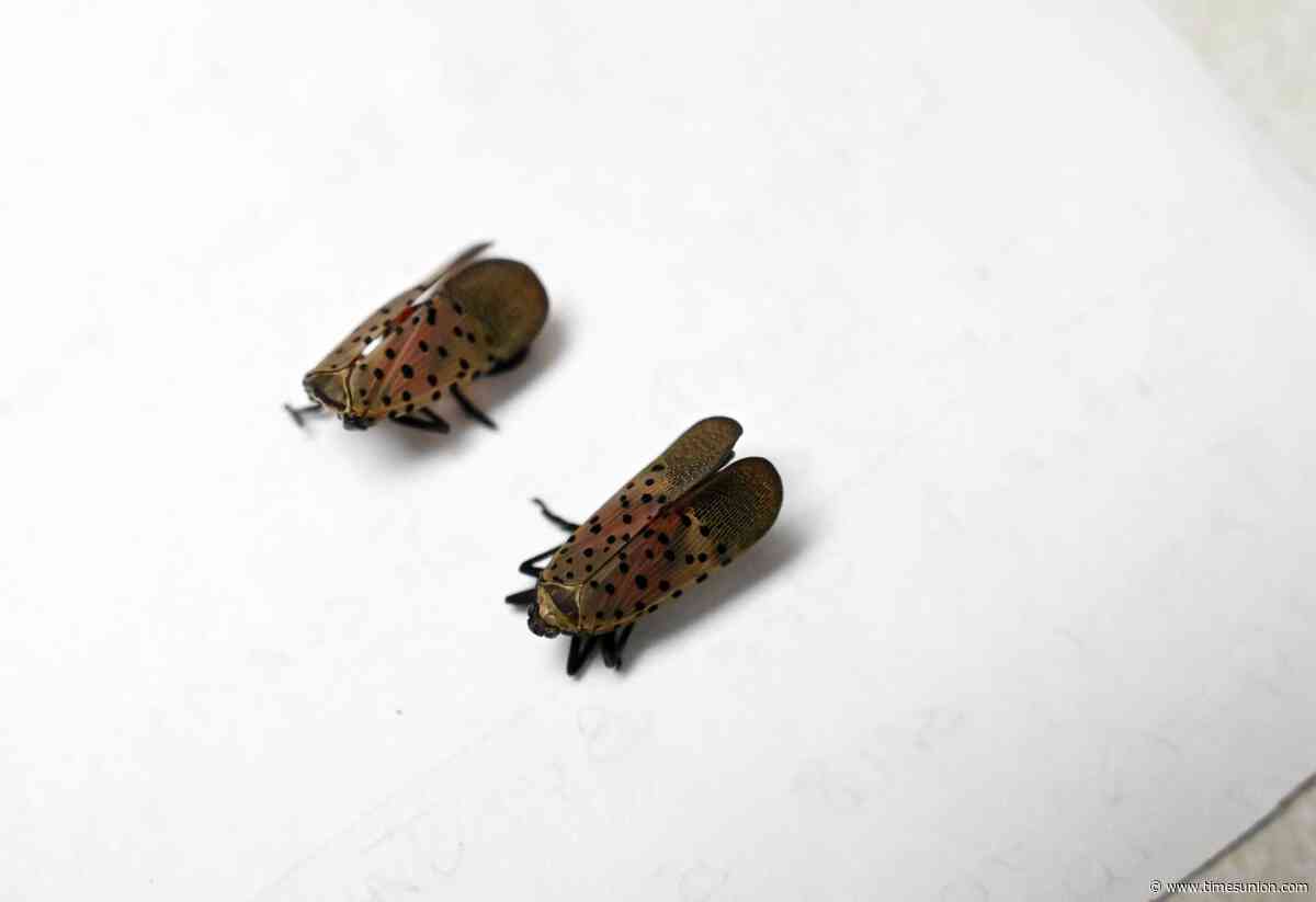 Spotted lanternflies may be headed to Albany soon
