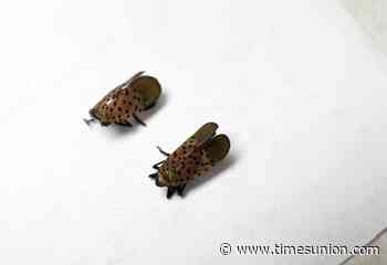 Spotted lanternflies may be headed to Albany soon