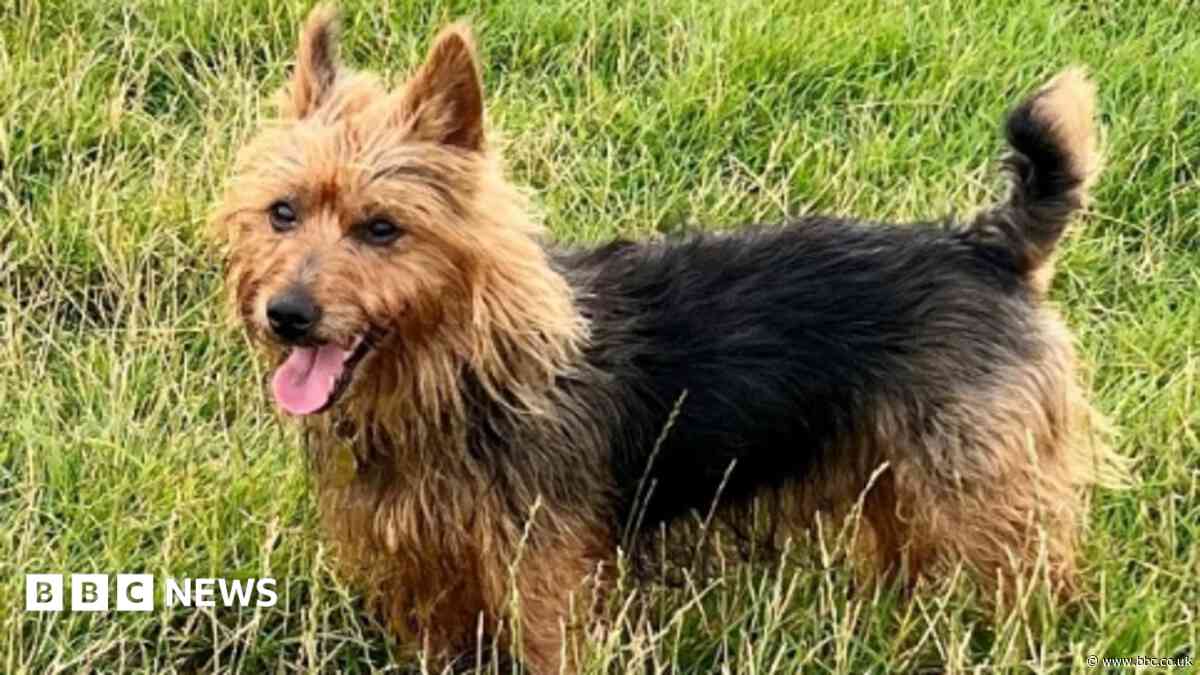 Posthumous award for hero dog who saved lives in gas leak