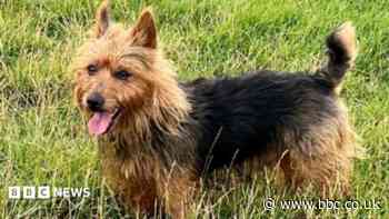 Posthumous award for hero dog who saved lives in gas leak