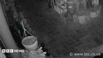 Hedgehog's overnight antics caught on shop CCTV