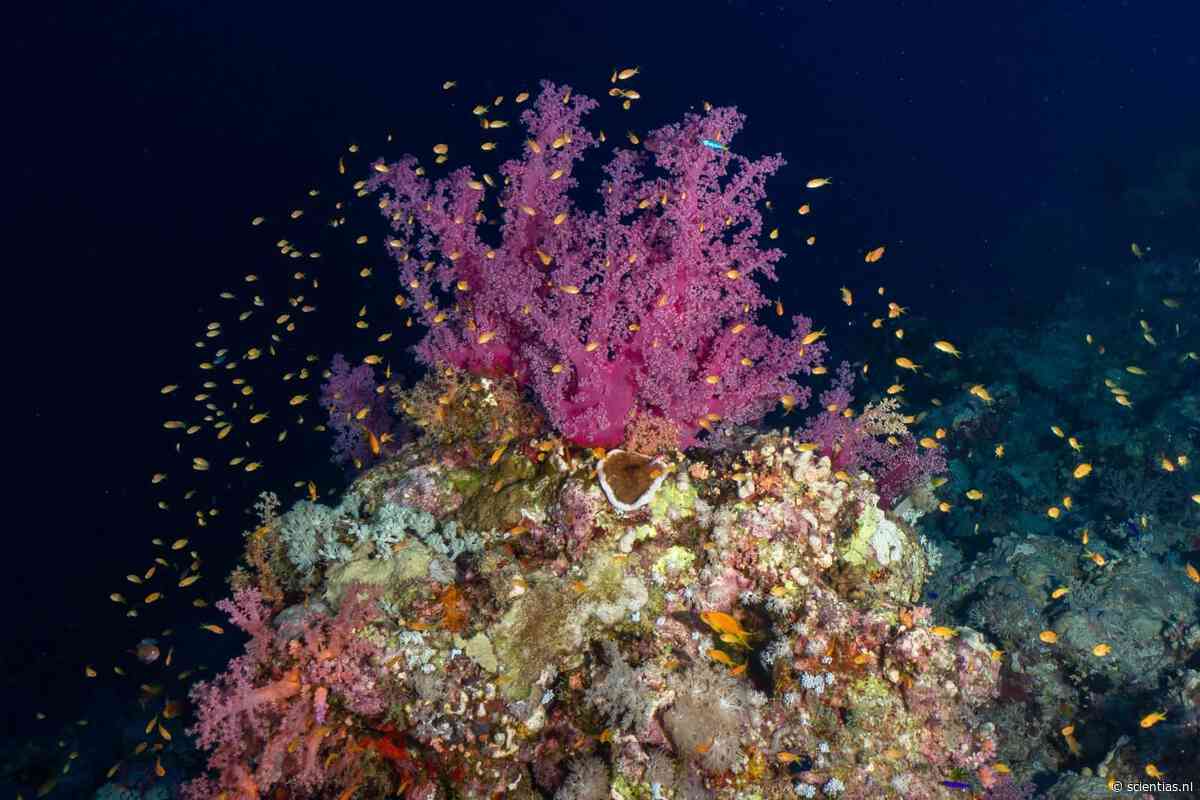 El Niño is de afgelopen decennia 40 procent sterker geworden: wat is er aan de hand?