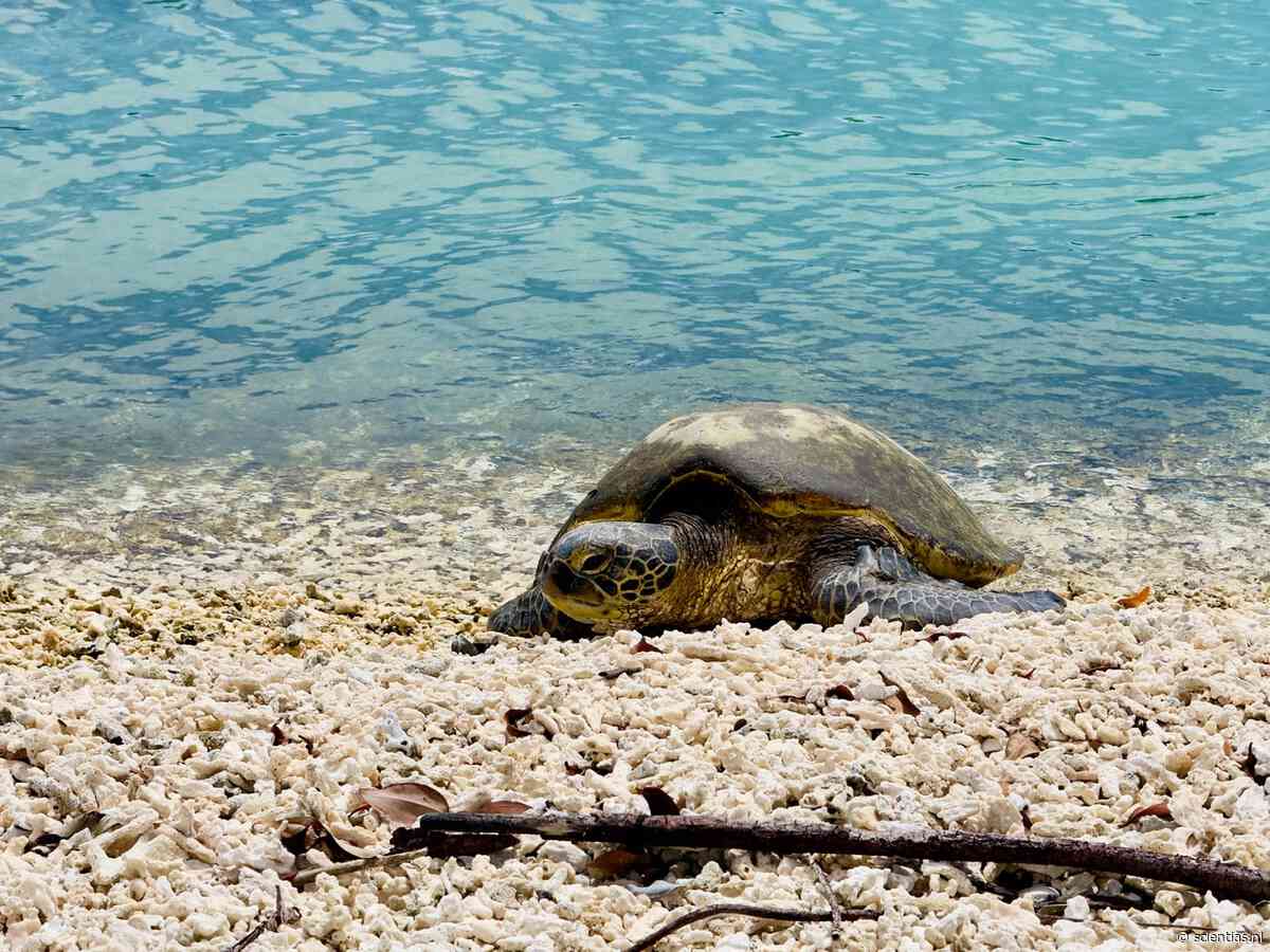 Waarom verlaten deze gele soepschildpadden de Galapagoseilanden bijna niet?