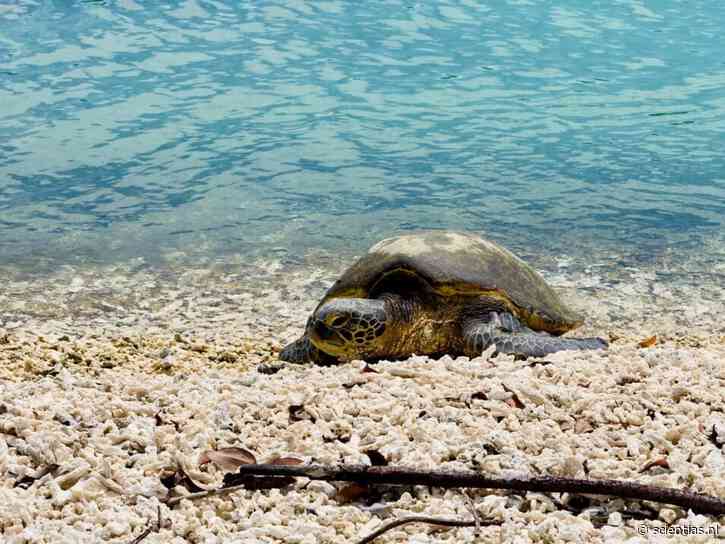 Waarom verlaten deze gele soepschildpadden de Galapagoseilanden bijna niet?