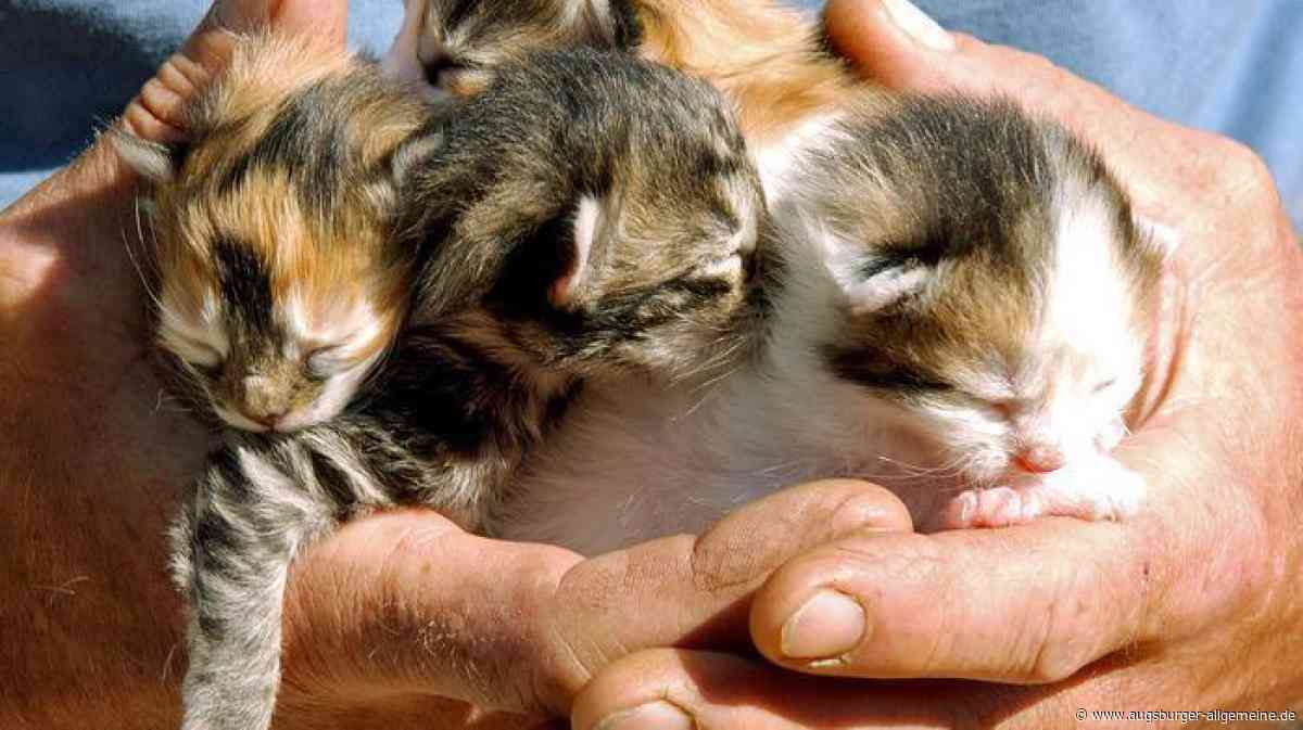 Mehr Katzen als Einwohner? Warum Aschelsried ein problematischer Hotspot ist