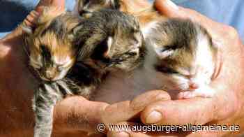 Mehr Katzen als Einwohner? Warum Aschelsried ein problematischer Hotspot ist