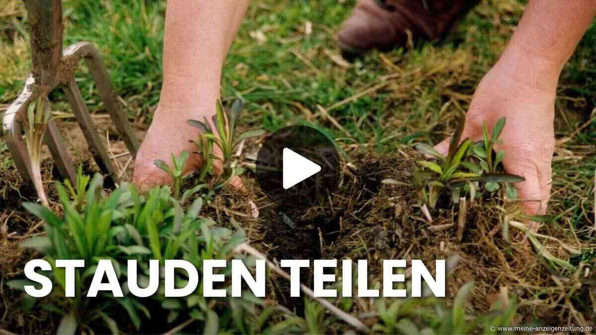 Stauden teilen und vermehren: So gehen Sie Schritt für Schritt vor