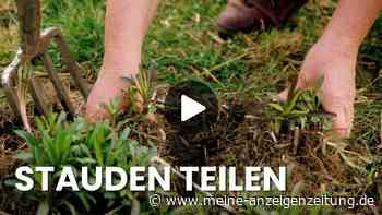Stauden teilen und vermehren: So gehen Sie Schritt für Schritt vor