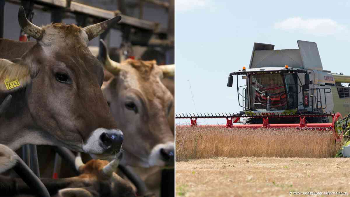 „Hälfte der Erträge fällt aus“ – Landwirte beklagen Horrorbilanz nach Hitzesommer