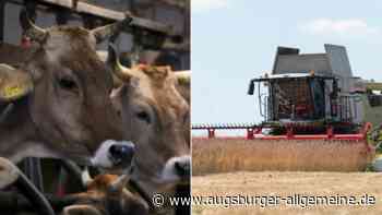 „Hälfte der Erträge fällt aus“ – Landwirte beklagen Horrorbilanz nach Hitzesommer