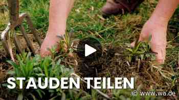 Stauden teilen und vermehren: So gehen Sie Schritt für Schritt vor