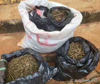 Police nab suspected drug dealer with ₦5.8m haul in Anambra