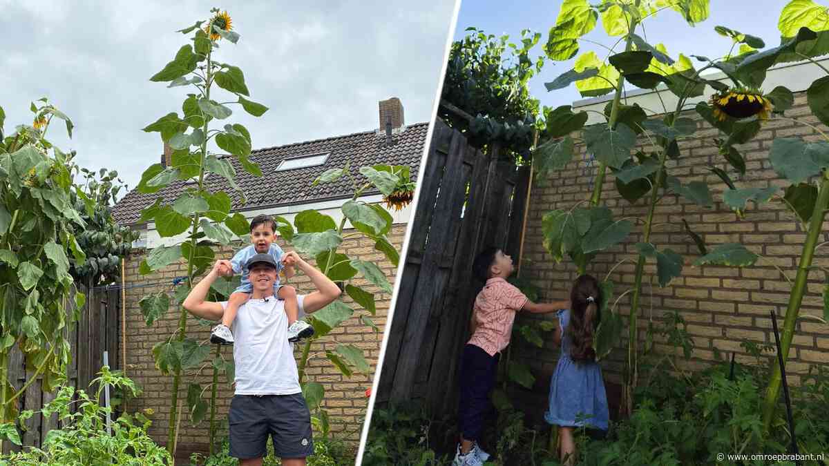 Wesley heeft een zonnebloem van ruim vier meter die storm overleefde
