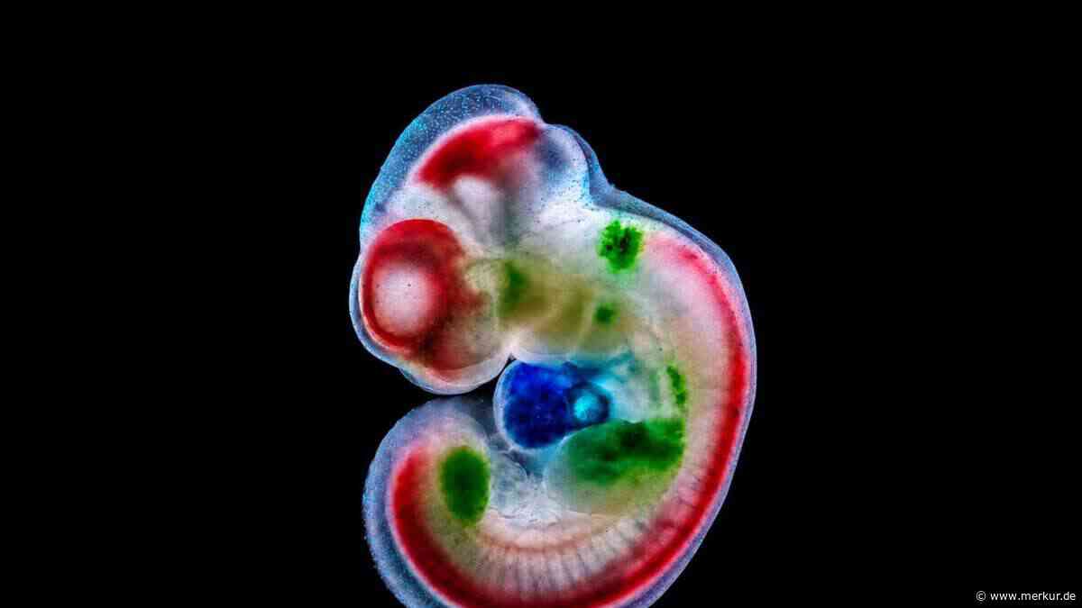 KI schreibt neue DNA – und schaltet Gene gezielt im Embryo an