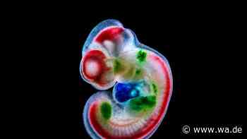 KI schreibt neue DNA – und schaltet Gene gezielt im Embryo an