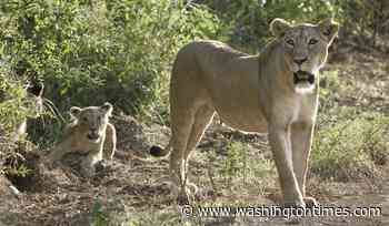 Sheriff warns Indianans to be alert after report of escaped lioness, cub