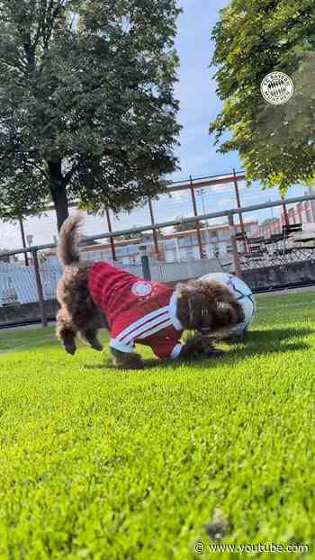 🐾 FC Bayern kit on, dribbling like a real pro – it doesn’t get better than this ❤️