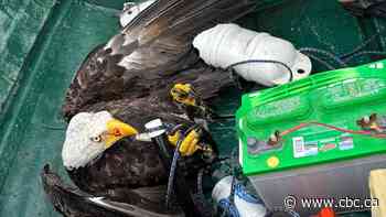 Nova Scotia father and son haul hooked bald eagle out of lake, safely free it on shore
