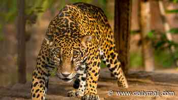 Inside the modern day Noah's Ark built by a billionaire's son: SUE REID visits the world's biggest wildlife sanctuary that has saved 150,000 animals from terrible suffering