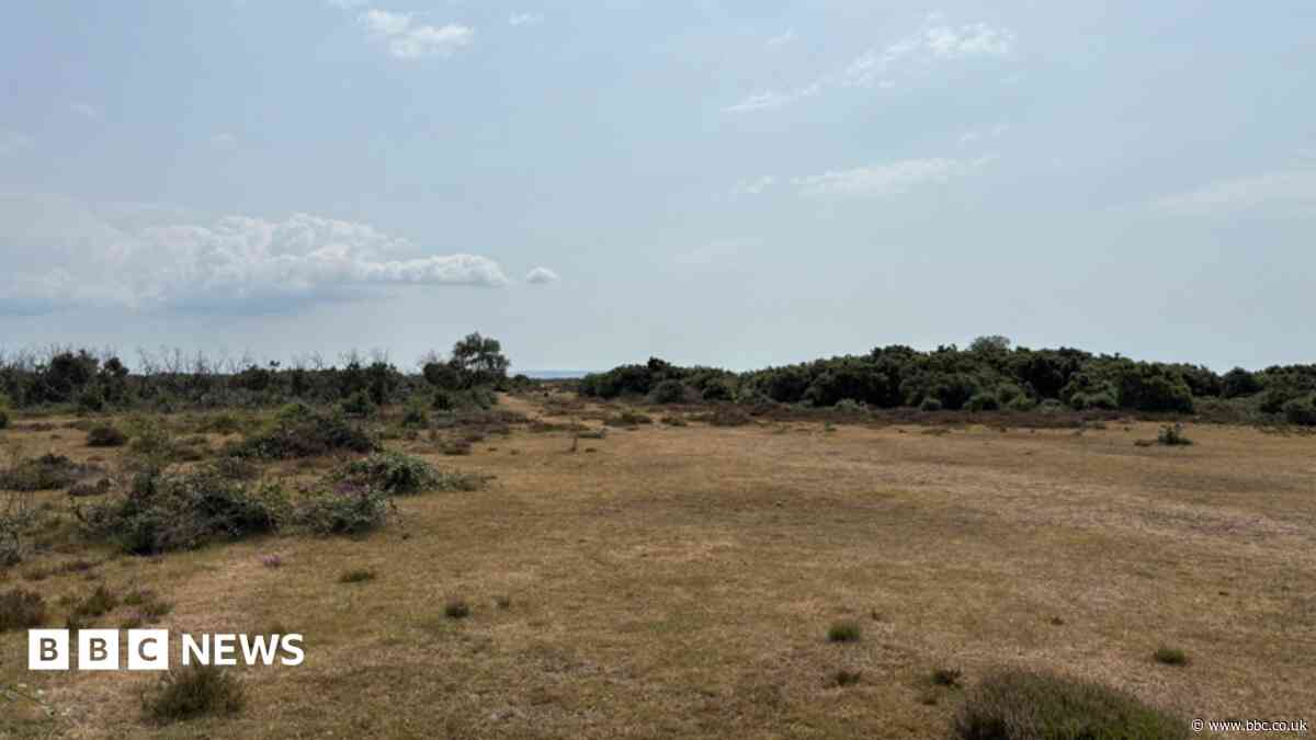 The forgotten legacy of New Forest's WW2 airfields