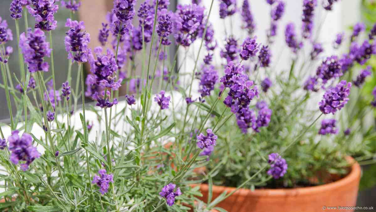 Lavender and rosemary will prosper if gardeners mix 1 ingredient around plants