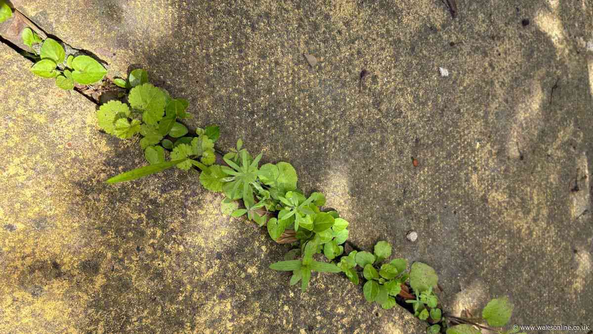 I got rid of weeds on my patio with 90p natural item — not vinegar or salt