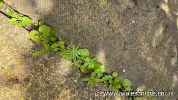 I got rid of weeds on my patio with 90p natural item — not vinegar or salt
