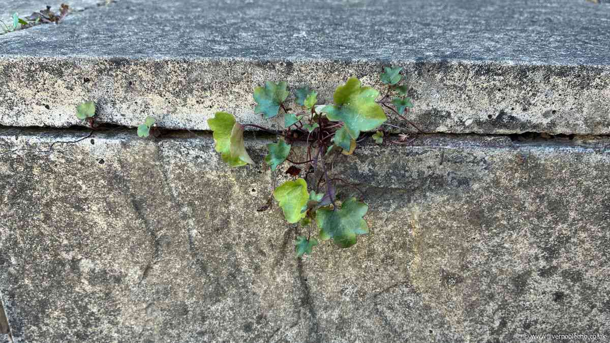 I killed patio weeds using a 90p natural item — it's not vinegar or salt