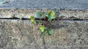 I killed patio weeds using a 90p natural item — it's not vinegar or salt