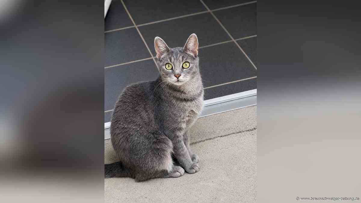 Osaka gab drei Kitten alles – wer gibt der Katze aus Salzgitter jetzt ein Zuhause?